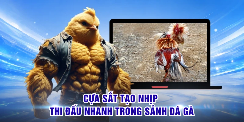 Cựa sắt tạo nhịp thi đấu nhanh trong sảnh đá gà