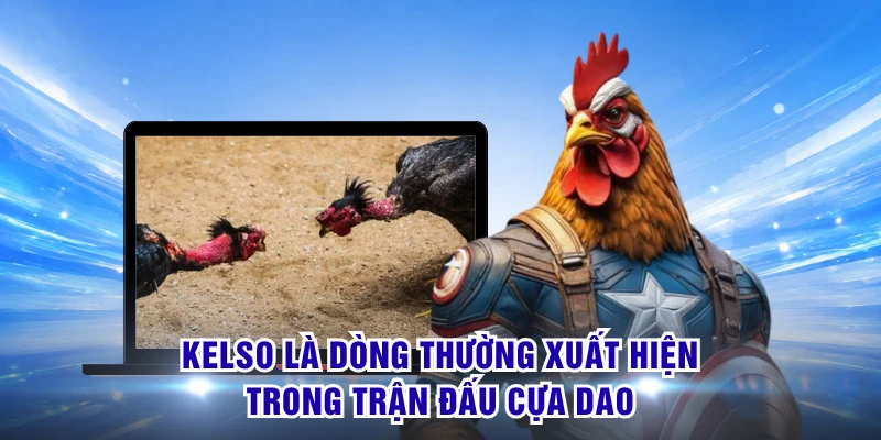Kelso là dòng thường xuất hiện trong trận đấu cựa dao