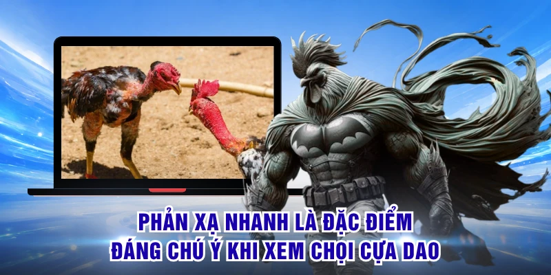 Phản xạ nhanh là đặc điểm đáng chú ý khi xem chọi cựa dao