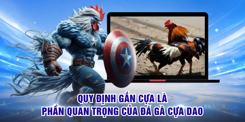 Quy định gắn cựa là phần quan trọng của đá gà cựa dao